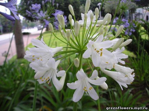 Агапантус (Африканская лилия) / Agapanthus