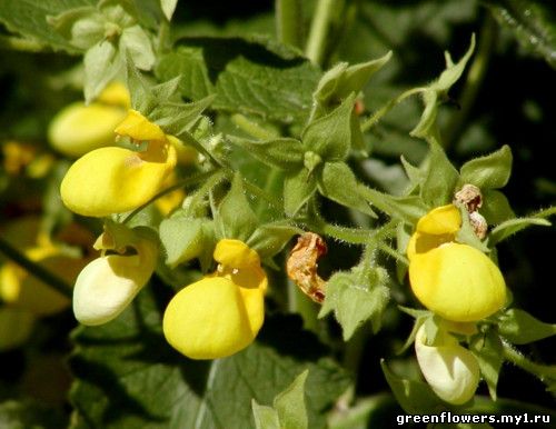 Calceolaria