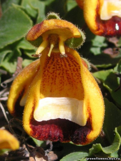 Кальцеолярия / Calceolaria