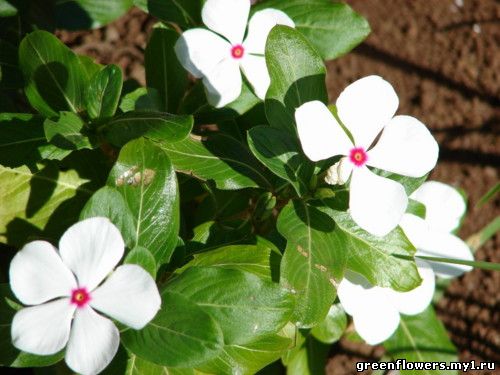 Catharanthus