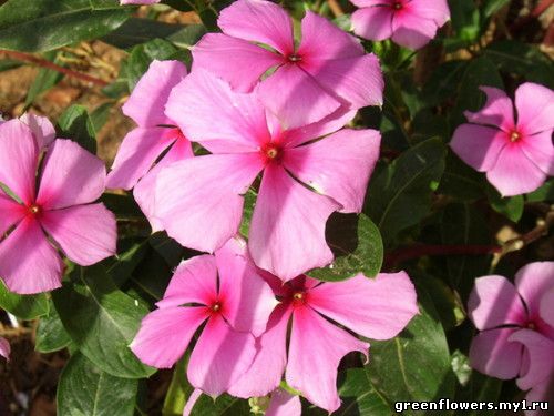 Катарантус розовый или барвинок розовый Catharanthus roseus.