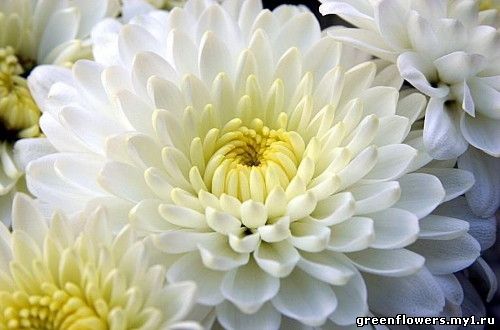 Chrysanthemum