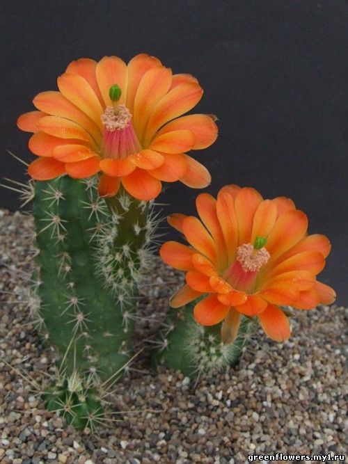 Echinocereus salm-dyckianus
