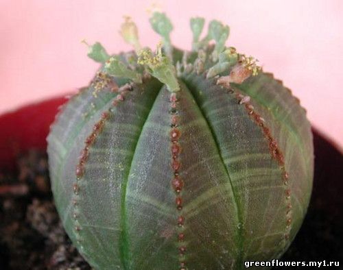 Молочай тучный - Euphorbia obesa