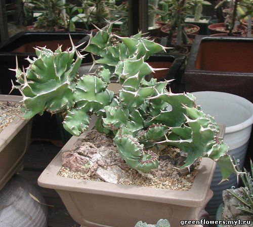 Euphorbia grandicornis