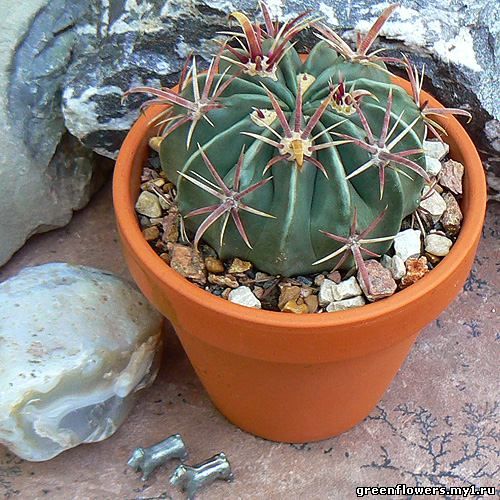 Ферокактус / Ferocactus