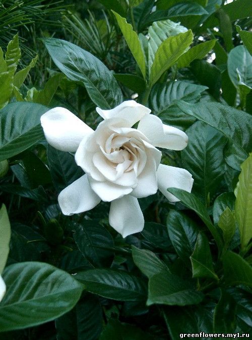 Гардения / Gardenia