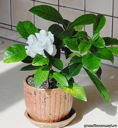  Gardenia