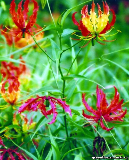 Gloriosa