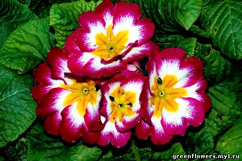 Gloxinia