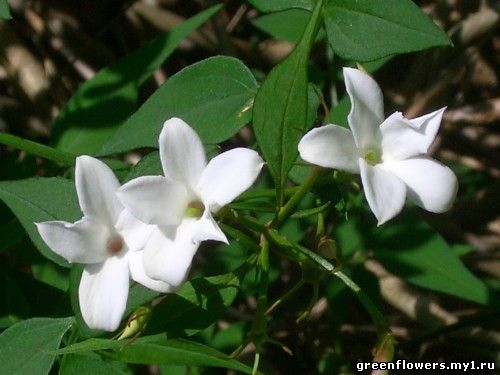 Жасмин лекарственный Jasminum officinale