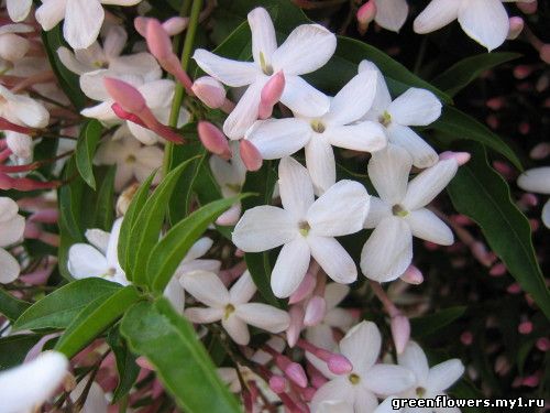 Жасмин многоцветковый Jasminum polyanthum