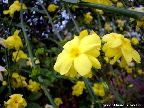 Жасмин первоцветный Jasminum primulinum