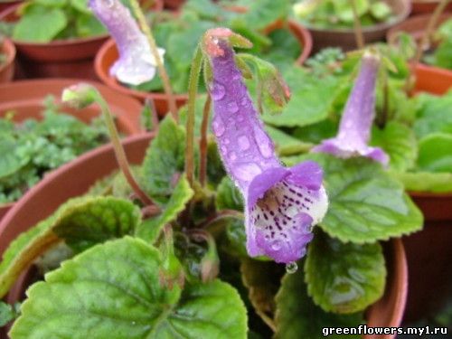 Колерия приятная - Kohleria amabilis