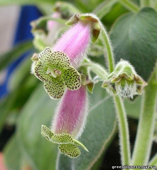 Колерия наперстянкоцветная - Kohleria digitaliflora