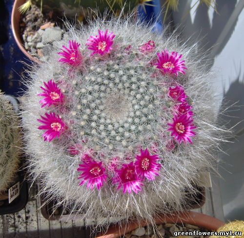 Маммилярия Гана - Mammilaria hahniana