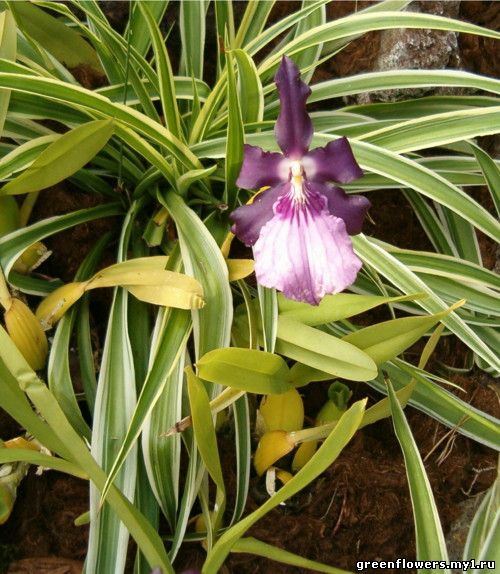 Miltonia