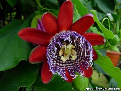 Пассифлора красная - PASSIFLORA ALATA