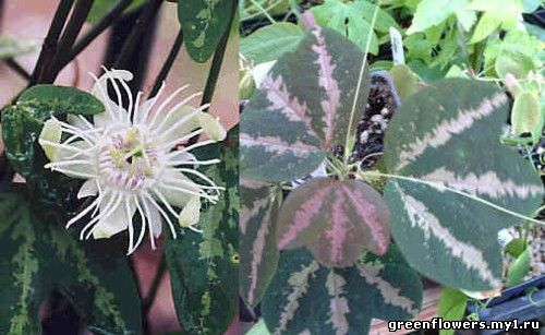 Пассифлора трехполосая - Passiflora trifasciata