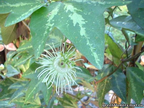 Passiflora trifasciata