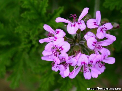 Пеларгония душистая или сильнопахнущая - Pelargonium graveolens