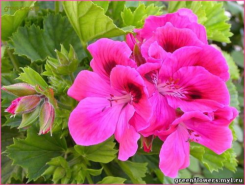 Пеларгония домашняя - Pelargonium domesticum