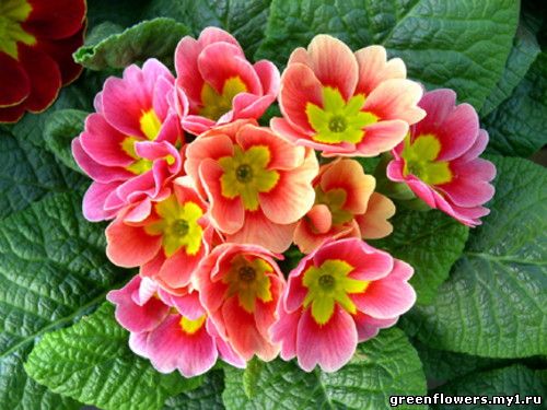 Primula