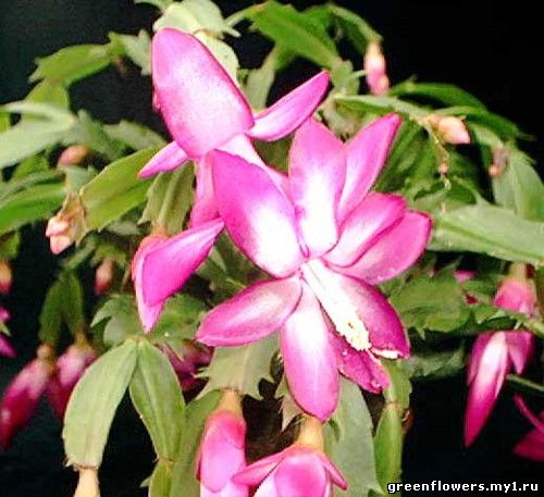 Шлумбергера (Зигокактус) / Schlumbergera (Zygocactus)