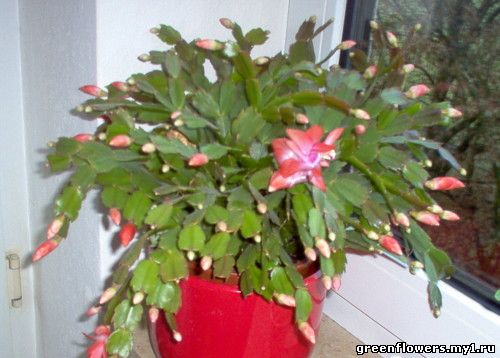 Schlumbergera (Zygocactus)