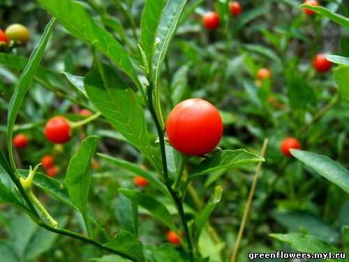 Solanum pseudocapsicum