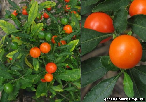 Solanum capsicastrum 