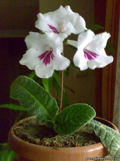 Streptocarpus