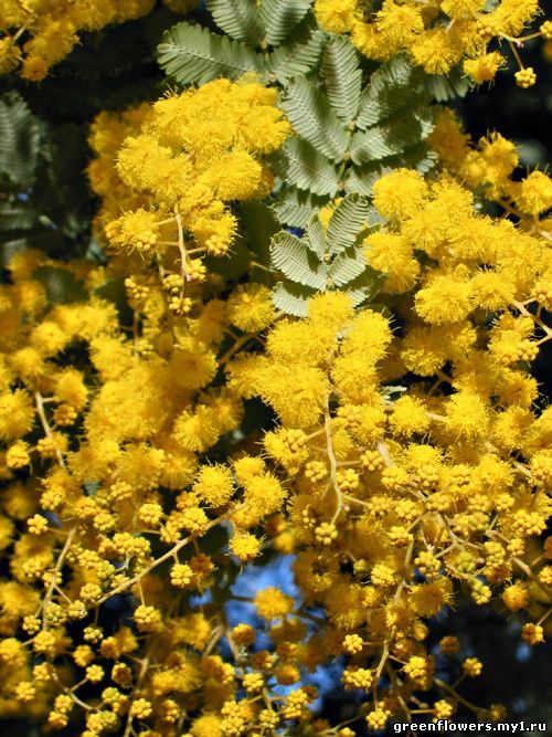 Acacia