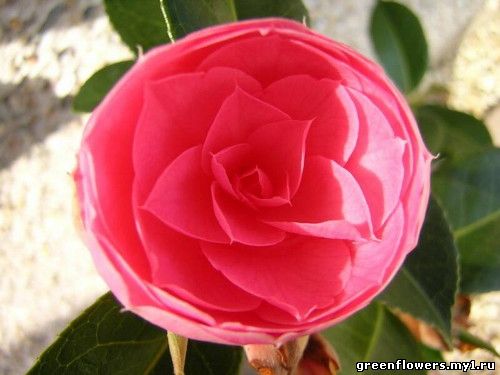 Camellia