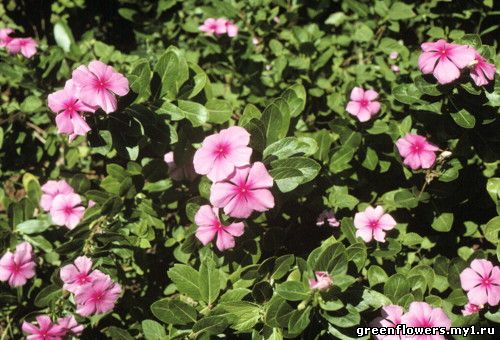 Catharanthus roseus