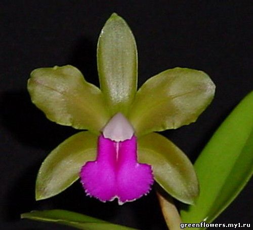 Cattleya