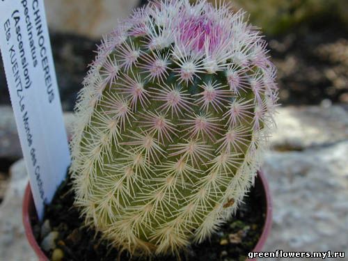  Echinocereus pectinatus