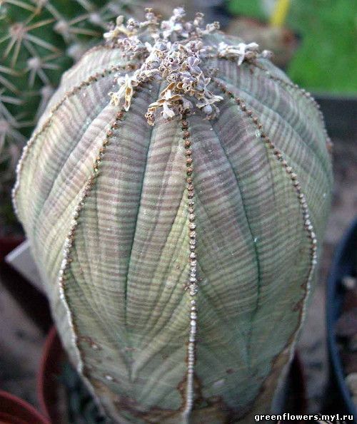 Euphorbia obesa