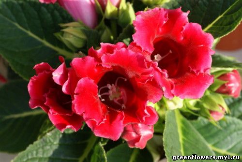 Глоксиния (Синнингия) / Gloxinia (Sinningia)