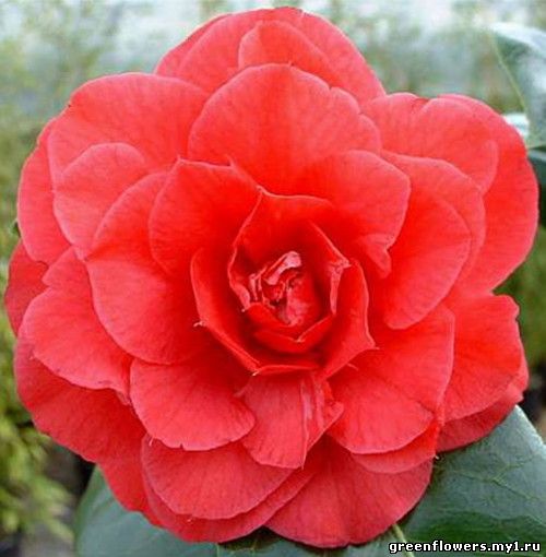 Камелия / Camellia