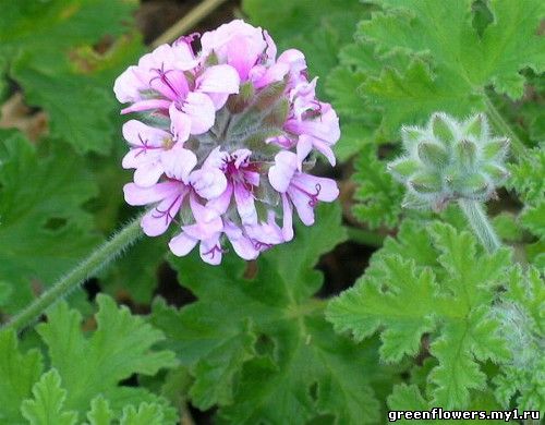 Пеларгония курчавая - Pelargonium crispum