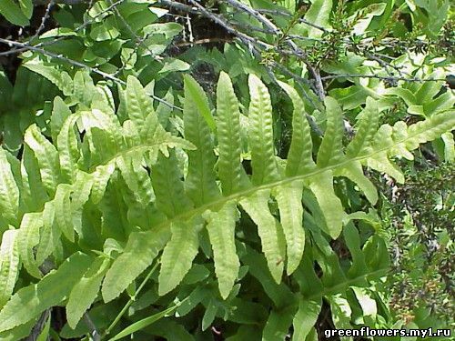 Polypodium aureum