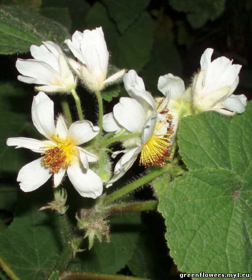 Sparmannia 