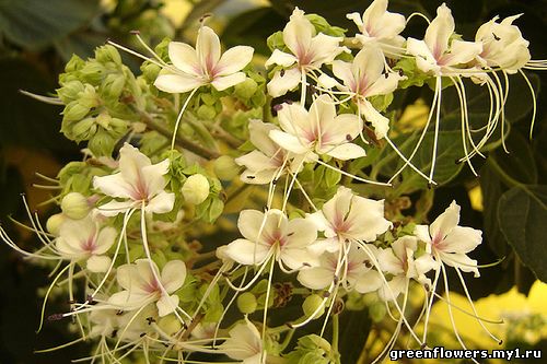 Клеродендрум душистый - Clerodendrum fragrans