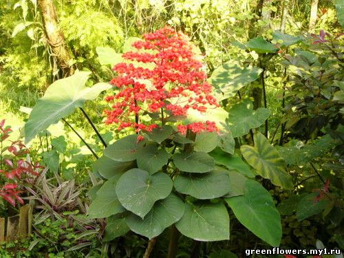 Клеродендрум блестящий - Clerodendrum splendens