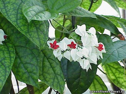 Клеродендрум Томпсон - Clerodendrum thomsonae