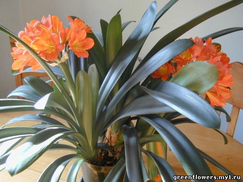 Clivia