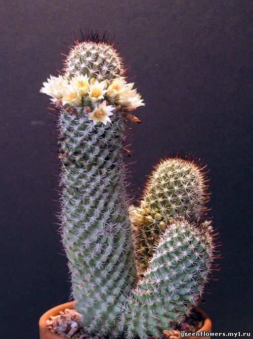 Mammillaria armillata