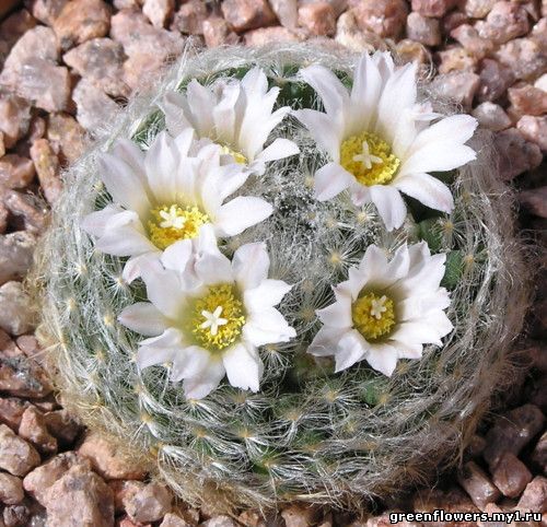 Mammillaria aurielanata