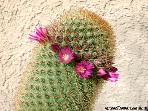 Mammillaria backbergiana